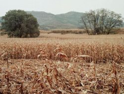 BMKG Imbau Kewaspadaan Karhutla Selama Musim Kemarau 2025