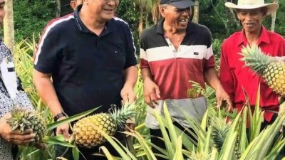 Kejati Sulsel Lanjutkan Penyidikan Dugaan Korupsi Bibit Nanas, Bahtiar Baharuddin Belum Dijadwalkan Diperiksa